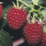 Ponos maline rusije: recenzije vrtlara